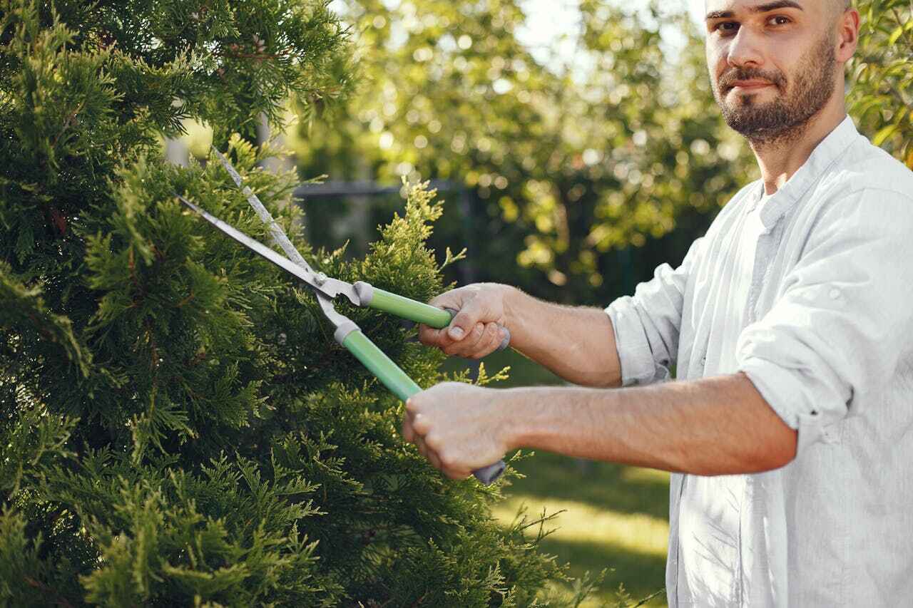 Best Tree Trimming Near Me  in Cockeysville, MD